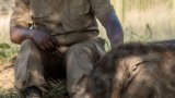 Senior elephant carer fatally attacked by elephant at Hoedspruit Sanctuary