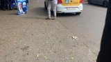eThekwini by-election: ANC accuses municipal workers of partisan misconduct, calls for disciplinary action