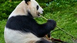 Pandas fly home to China after kidney failure diagnosis
