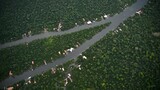 Amazon rainforest at risk as key protection under threat
