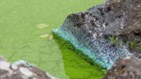 UK's largest lake 'dying' as algae blooms worsen
