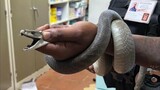 Black mamba safely captured in Oakford garage