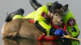 Distraught deer rescued from icy waters of lake