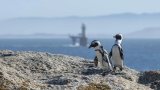 Another lifeline for the African Penguin - Minister signs landmark regulations