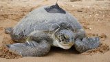 Andy the green turtle's incredible journey back to the uMzimkhulu Estuary