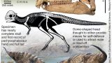 Most complete dome-head dinosaur found