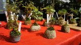 Houghton Bonsai, Succulent and Plant Show brings green magic to Killarney Mall