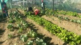 Growing opportunities: Umthambeka Drop-In Centre cultivates food security and dignity