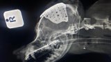 Popcorn the 'hard-headed' Pomeranian makes a remarkable recovery with a 3D-printed skull