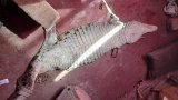 Limpopo men arrested for possession of crocodile carcass, its fat, and dead vulture