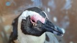 SANCCOB strengthens biosecurity measures in response to HPAI outbreak affecting seabirds