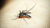 Urgent warning: Four malaria deaths reported in KZN since January