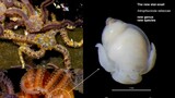 Scientists unveil new genus of parasitic sea snail in the Great African Seaforest