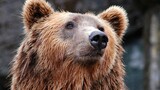 Grizzly bear mauls school group in Canada, leaving four hospitalised