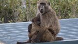 Zoo feeds baboons to lions and tigers