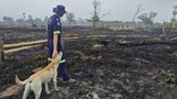 Dogs, cats, tortoises and snakes: How rescue teams scrambled to rescue animals as wildfires raged