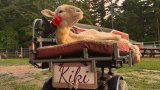 Kiki’s second chance: A sheep who found her legs on wheels