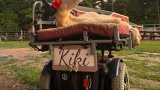 Meet Kiki: the disabled sheep mastering her custom cart