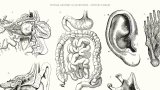 The dark history of medical illustrations