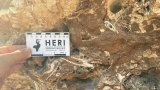 New fossil evidence reveals a stable environment in the Cradle of Humankind