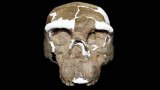 Million-year-old skull could change human evolution timeline