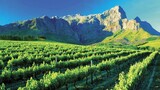 Did You Know the World’s Longest Wine Route Runs Through South Africa?