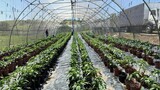 EThekwini Municipality to empower vegetable farmers