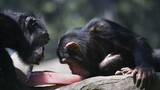 New research reveals the evolutionary advantages of same-sex interactions in primates