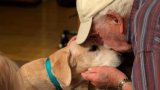 Man, 93, reunites with lost dog after rescuers lure her with his socks