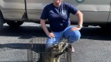 Kentucky nurse rescues drunk raccoon, revives it with CPR