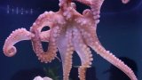 Love pours in for a dying octopus as she tends to eggs that will never hatch