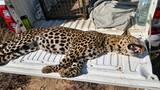 Leopard electrocuted on Eskom power line near Worcester