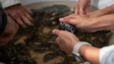 Hout Bay’s mussels reveal hidden pollution crisis