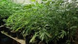 Dagga Farm Bust: KZN man arrested with 382 plants worth R1. 2 million