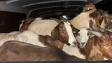 Goats in a bakkie: Ford Ranger driver in court for possession of suspected stolen animals