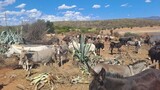 Drought threatens animal welfare at Karoo Donkey Sanctuary