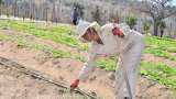 SPAR’s Rural Hub initiative transforms lives in Polokwane through sustainable farming
