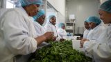 The journey of Pesto Princess: from a single jar to a culinary empire