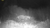 Leopard sighted in West Coast National Park for the first time in 170 years