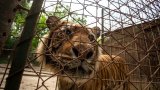 Four Paws launches emergency mission for big cats and bears at former Zoo Luján in Argentina