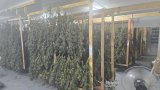 LOOK: Massive R30m dagga bust in KZN: Hawks arrest man and seize guns