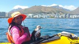 African penguin hops onto kayak for rescue by paddler off Cape coast