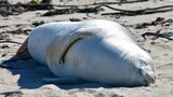 Antarctic visitor: Rare crabeater seal spotted on Cape's coastline