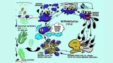 Eco Tabs brings bioremediation innovation to South Africa's water challenges