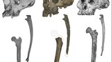 New evidence suggests Sahelanthropus was our earliest bipedal ancestor