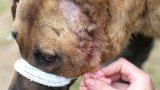 World Rabies Day 2025: Urgent call to action for rabies prevention
