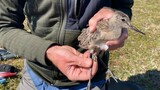 Meet the bird that can fly over 13 000 kms without stopping