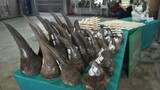 Two Nigerian nationals arrested in Gauteng after seizure of rhino horns and tiger bones