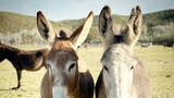 Karoo Donkey Sanctuary finds 'Hope' after year of challenges