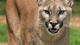 First fatal mountain lion attack in Colorado in over two decades